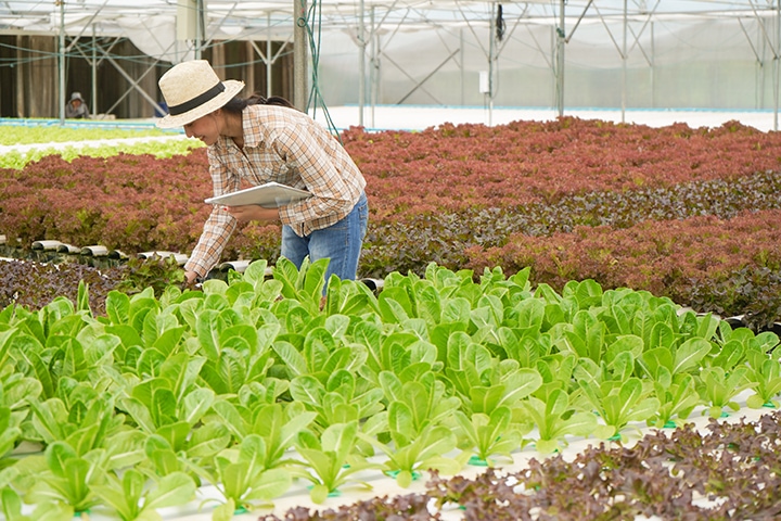 Worker with tablet inspects greens growing in greenhouse