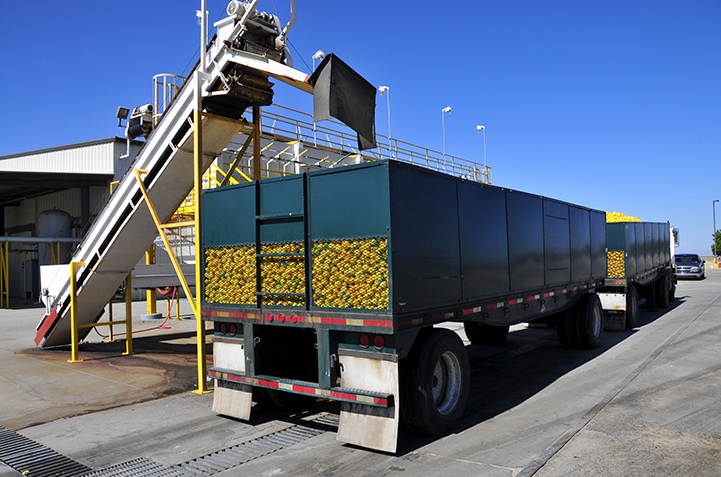 Lemons being loaded in a truck