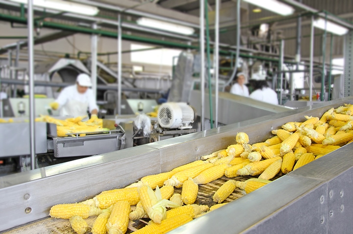 ears of corn on a conveyor belt in a factory